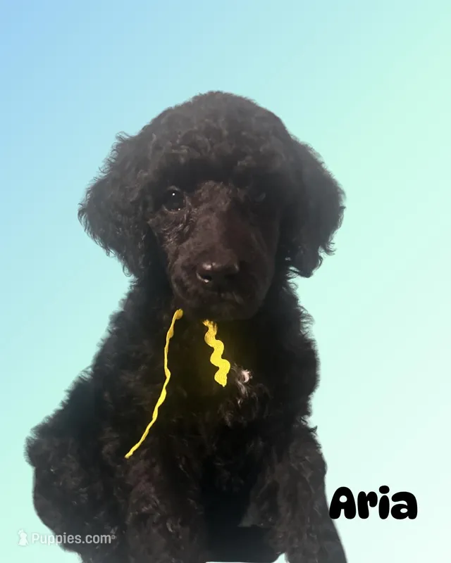 Aria – Poodle - Standard  puppy for sale in Baltimore, MD