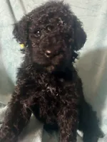 Aria, a female Poodle - Standard  for sale in Baltimore, MD – Photo 4 of 5