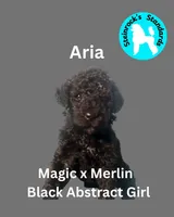 Aria, a female Poodle - Standard  for sale in Baltimore, MD – Photo 3 of 5