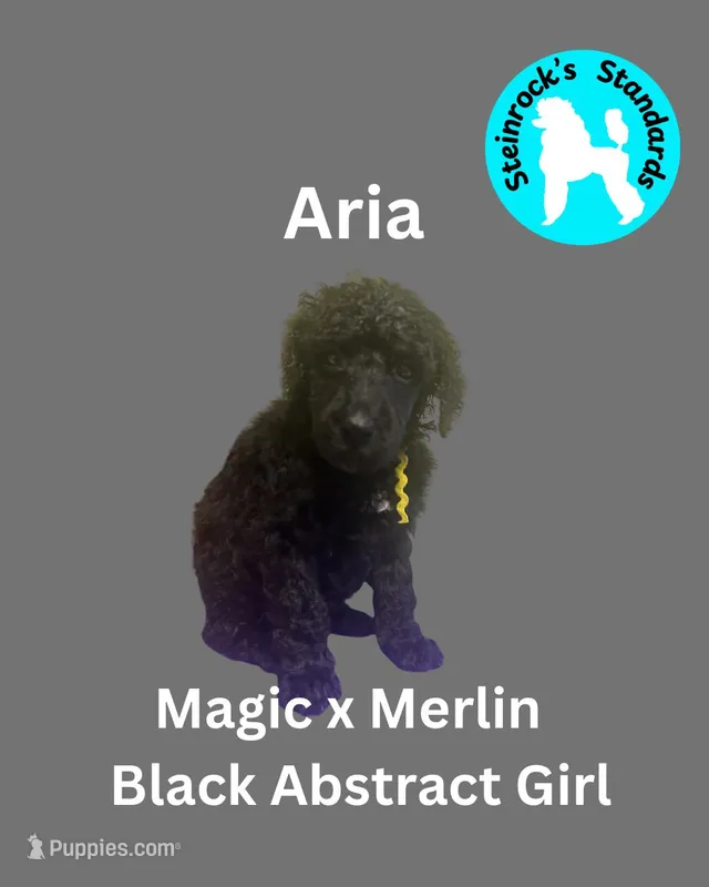 Aria – Poodle - Standard  puppy for sale in Baltimore, MD
