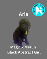 Aria, a female Poodle - Standard  for sale in Baltimore, MD – Photo 1 of 5