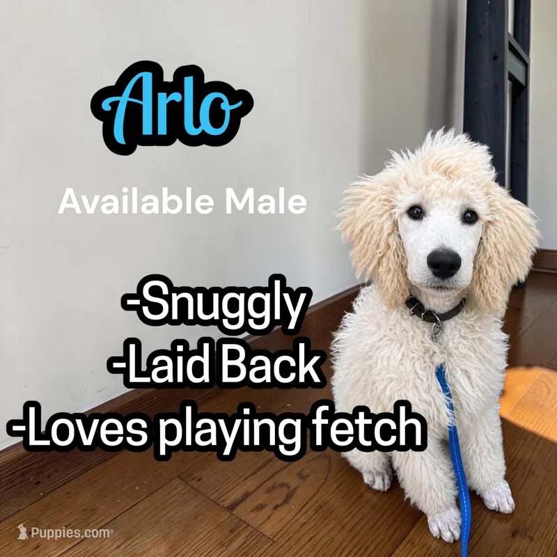 Arlo – Poodle - Standard  puppy for sale in Baltimore, MD