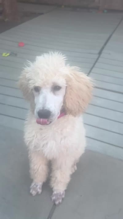 Angie, a female Poodle - Standard  for sale in Baltimore, MD – 6 of 6