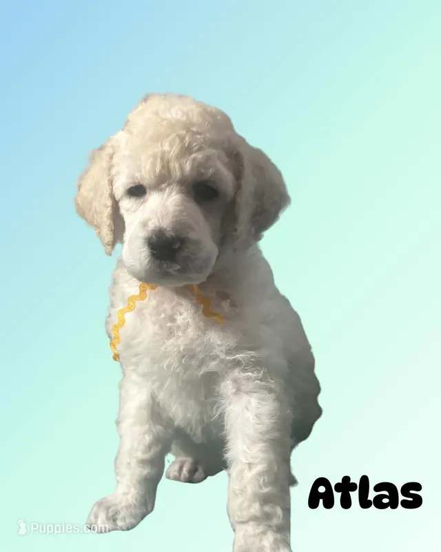 Atlas – Poodle - Standard  puppy for sale in Baltimore, MD