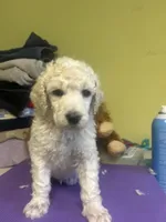 Atlas, a male Poodle - Standard  for sale in Baltimore, MD – Photo 3 of 3