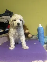 Atlas, a male Poodle - Standard  for sale in Baltimore, MD – Photo 2 of 3