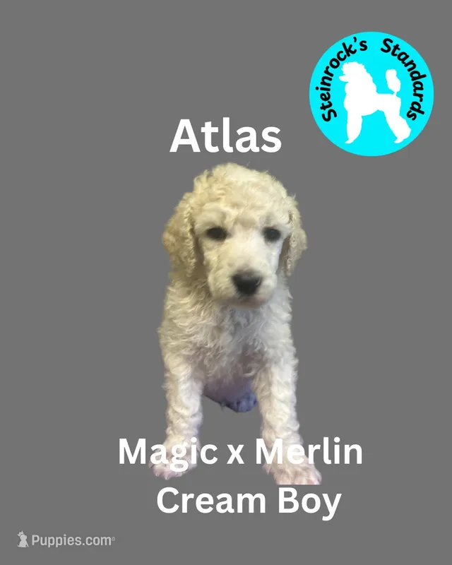 Atlas – Poodle - Standard  puppy for sale in Baltimore, MD