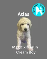 Atlas, a male Poodle - Standard  for sale in Baltimore, MD – Photo 1 of 3