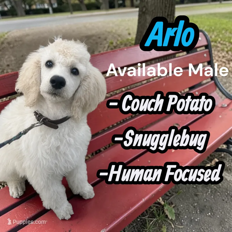 Arlo – Poodle - Standard  puppy for sale in Baltimore, MD