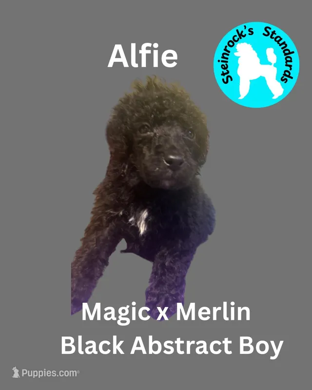 Alfie – Poodle - Standard  puppy for sale in Baltimore, MD