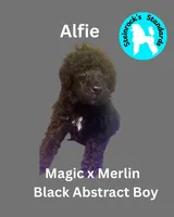 Alfie, a male Poodle - Standard  for sale in Baltimore, MD – Photo 1 of 4