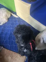 Alfie, a male Poodle - Standard  for sale in Baltimore, MD – Photo 3 of 4