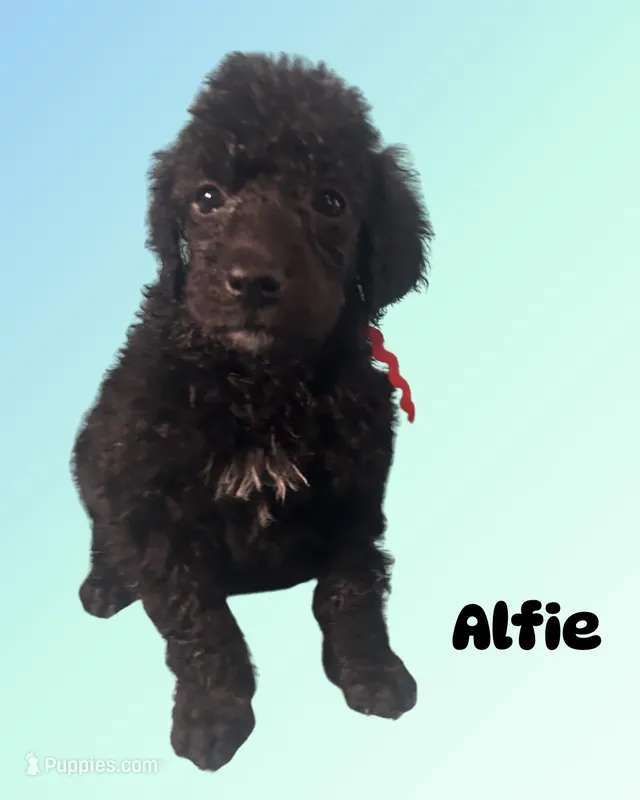 Alfie – Poodle - Standard  puppy for sale in Baltimore, MD
