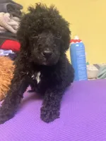 Alfie, a male Poodle - Standard  for sale in Baltimore, MD – Photo 4 of 4