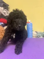 Alfie, a male Poodle - Standard  for sale in Baltimore, MD – Photo 2 of 4