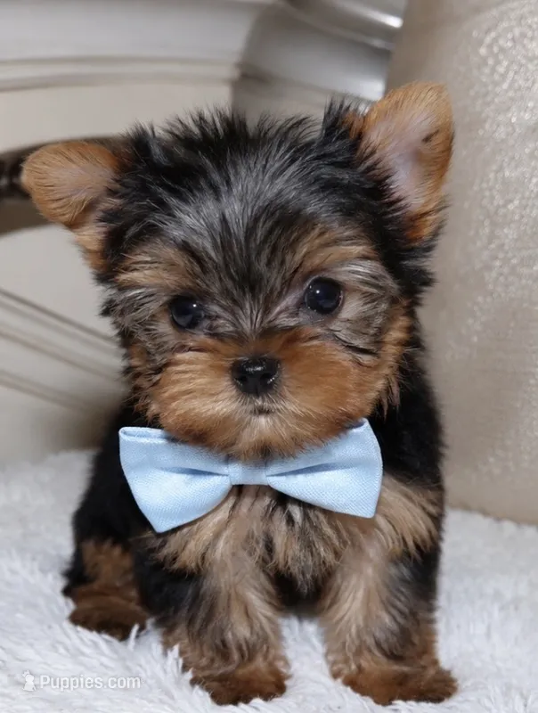 TeacupYorkie pup – Yorkshire Terrier puppy for sale in Asheville, NC