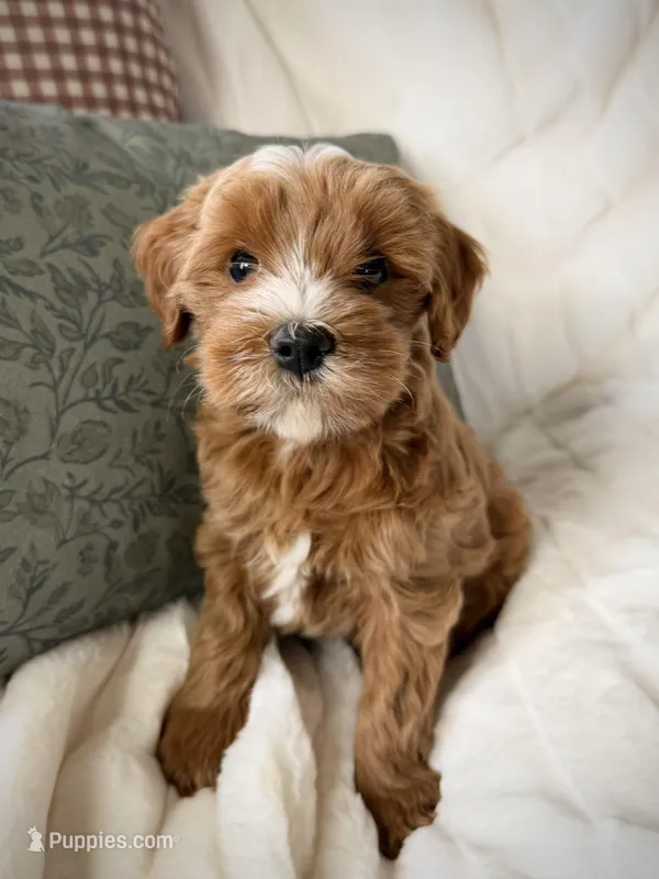 Cedar – Miniature Goldendoodle puppy for sale in Kansas City, MO