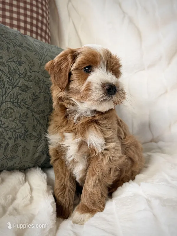 Oak – Miniature Goldendoodle puppy for sale in Kansas City, MO
