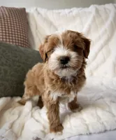 Oak, a male Miniature Goldendoodle for sale in Kansas City, MO – Photo 2 of 2