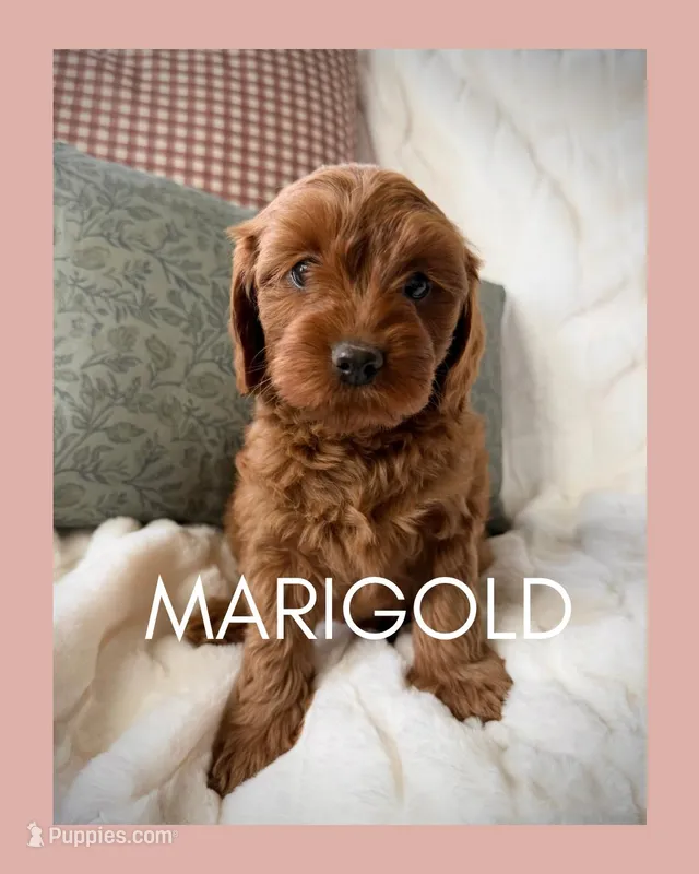 Marigold – Miniature Goldendoodle puppy for sale in Kansas City, MO