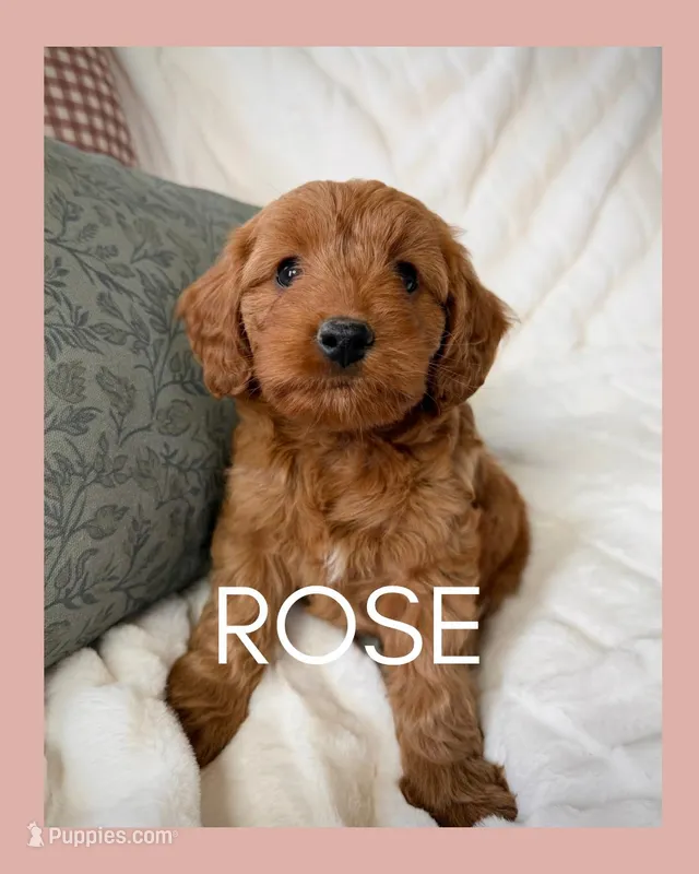 Rose – Miniature Goldendoodle puppy for sale in Kansas City, MO