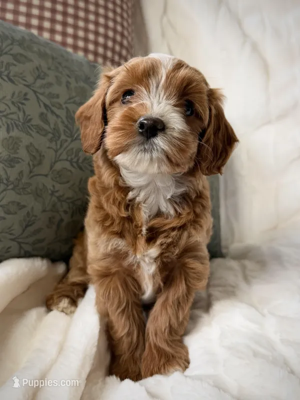 Magnolia  – Miniature Goldendoodle puppy for sale in Kansas City, MO