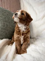 Magnolia , a female Miniature Goldendoodle for sale in Kansas City, MO – Photo 2 of 2