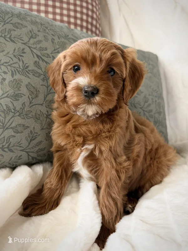 Violet – Miniature Goldendoodle puppy for sale in Kansas City, MO