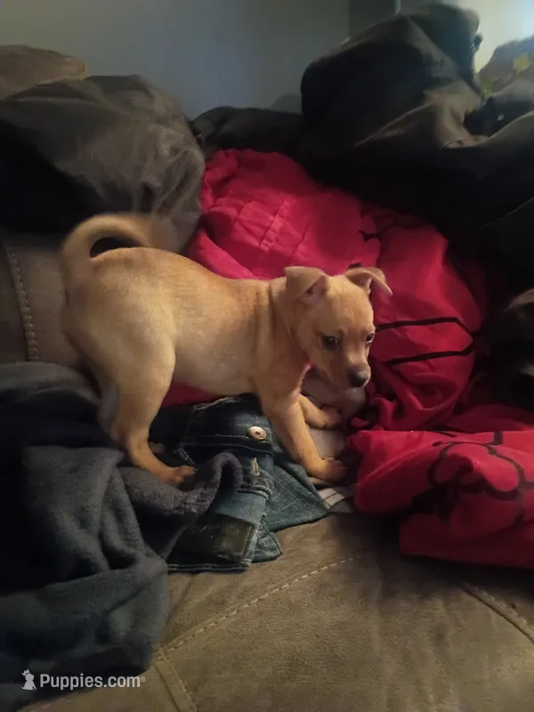 Brownie – Chiweenie puppy for sale in Great Falls, MT