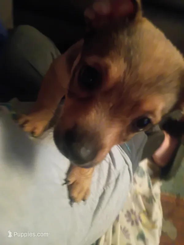Gremlin – Chiweenie puppy for sale in Great Falls, MT
