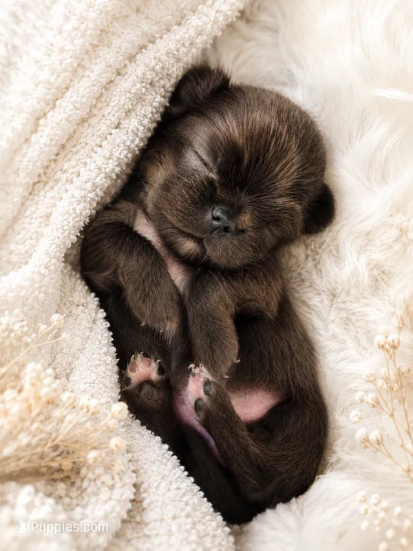 Dolly – Chihuahua puppy for sale in Hickman, TN