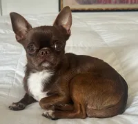 Knox, a female Chihuahua for sale in Hickman, TN – 4 of 5