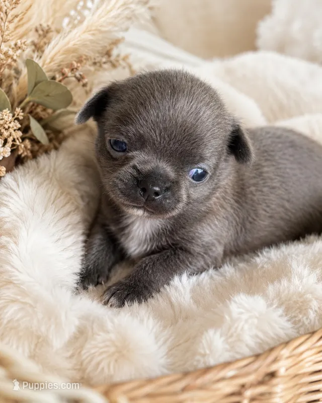 Nash – Chihuahua puppy for sale in Hickman, TN