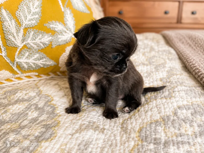 Dolly – Chihuahua puppy for sale in Hickman, TN
