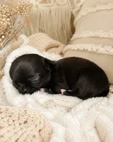 Dolly, a female Chihuahua for sale in Hickman, TN – 5 of 7