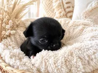 Knox, a female Chihuahua for sale in Hickman, TN – 3 of 5