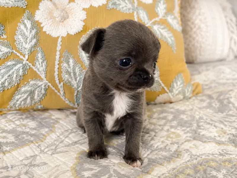 Nash – Chihuahua puppy for sale in Hickman, TN