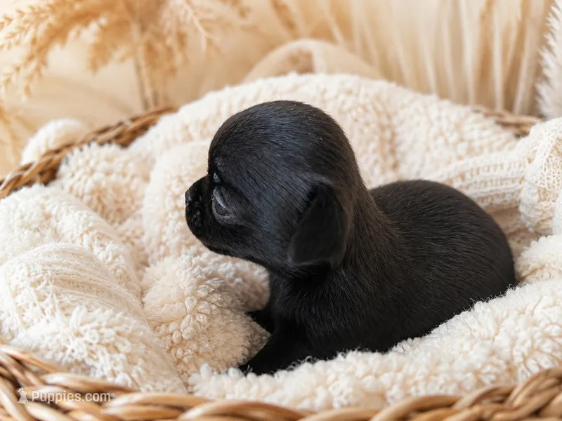 Knox – Chihuahua puppy for sale in Hickman, TN