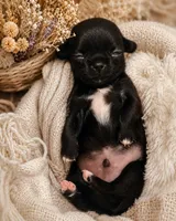 Knox, a female Chihuahua for sale in Hickman, TN – 2 of 5