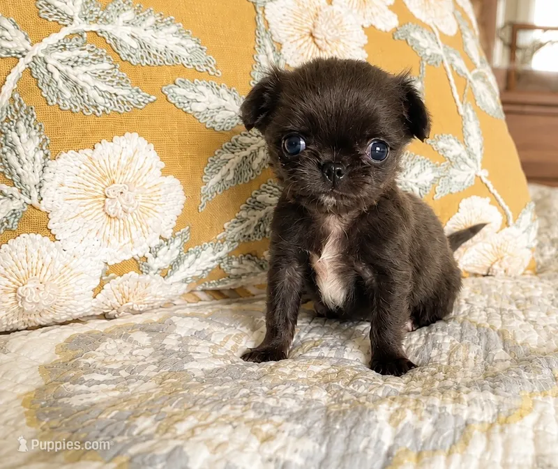 Dolly – Chihuahua puppy for sale in Hickman, TN