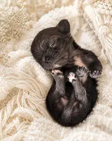 Dolly, a female Chihuahua for sale in Hickman, TN – 4 of 7