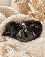 Dolly, a female Chihuahua for sale in Hickman, TN – 2 of 7