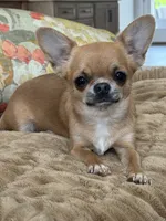 Dolly, a female Chihuahua for sale in Hickman, TN – 7 of 7