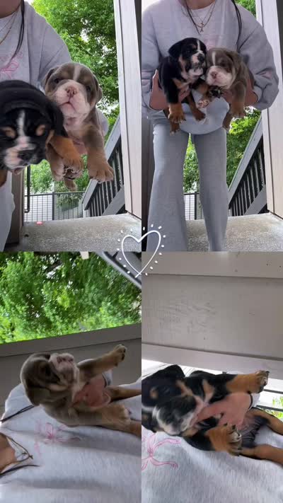 AKC English Bulldog, a female English Bulldog for sale in Portland, OR – 2 of 2