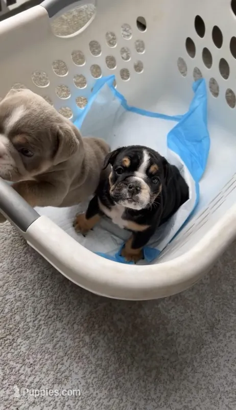 AKC English Bulldog – English Bulldog puppy for sale in Portland, OR