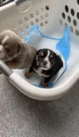 AKC English Bulldog, a female English Bulldog for sale in Portland, OR – 1 of 2