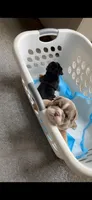 AKC English Bulldog, a female English Bulldog for sale in Portland, OR – 1 of 2