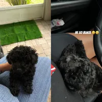 Niko, a male Maltipoo for sale in Bradenton, FL – 4 of 9