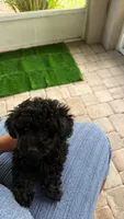 Niko, a male Maltipoo for sale in Bradenton, FL – 7 of 9