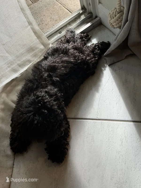 Niko – Maltipoo puppy for sale in Bradenton, FL